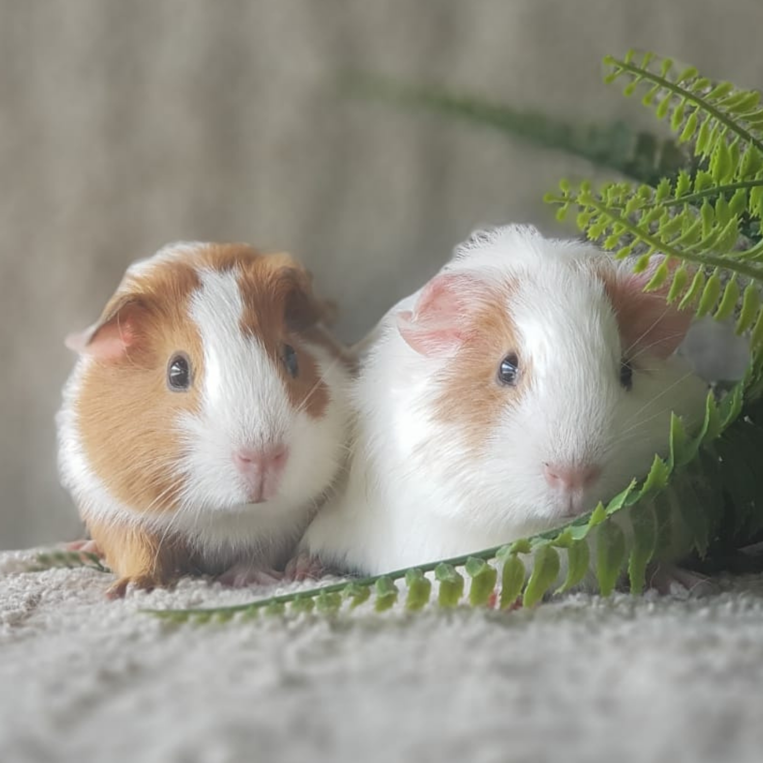 1st Rabbit Showroom in SG | RHQ Rabbitheadquarters – Rabbit Headquarters