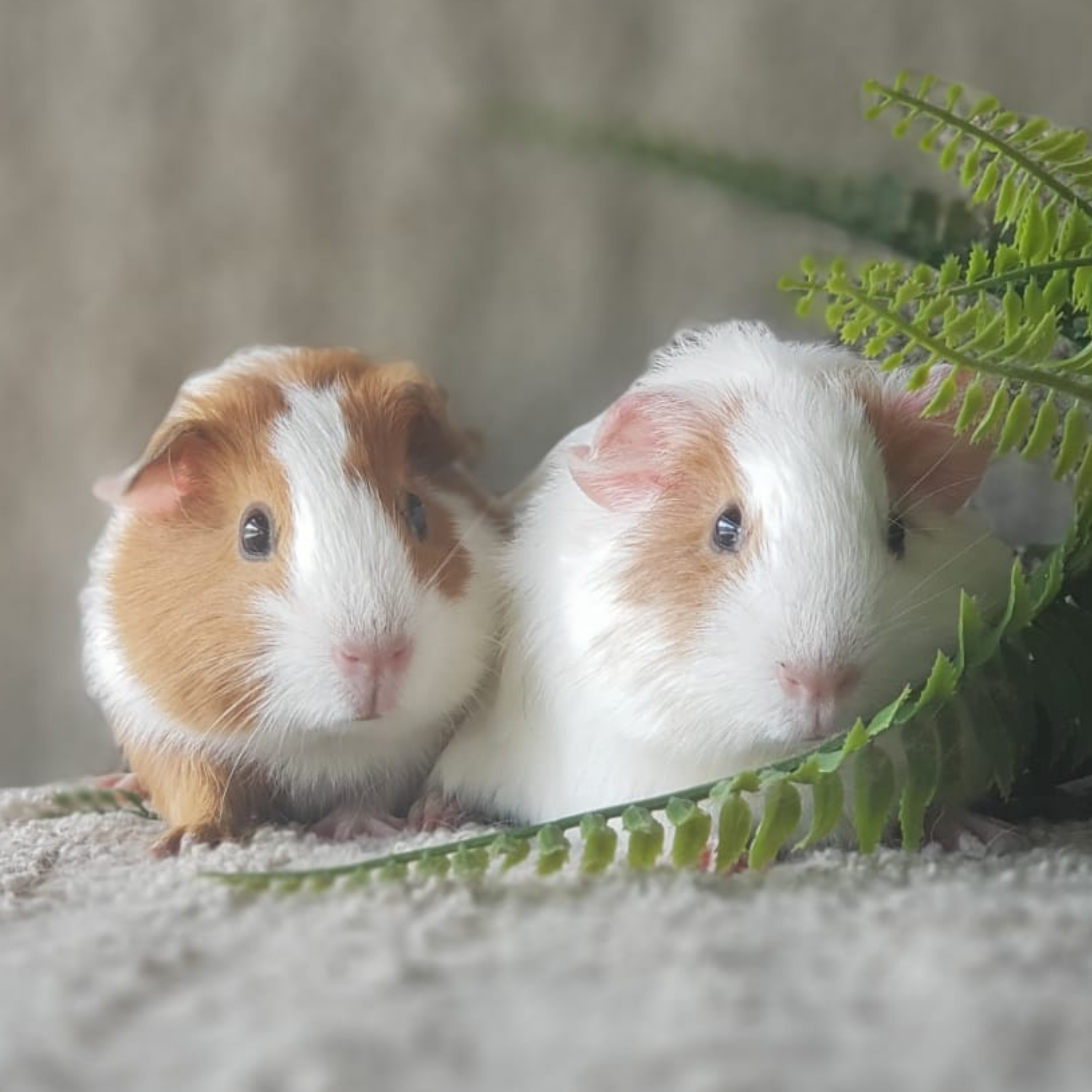 Guinea Pigs