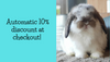 1st Rabbit Showroom in SG | RHQ Rabbitheadquarters – Rabbit Headquarters
